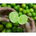 SEEDLESS LIME